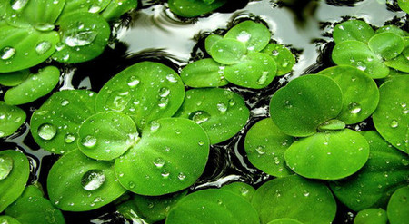 Drizzle on the duckweed by the lake