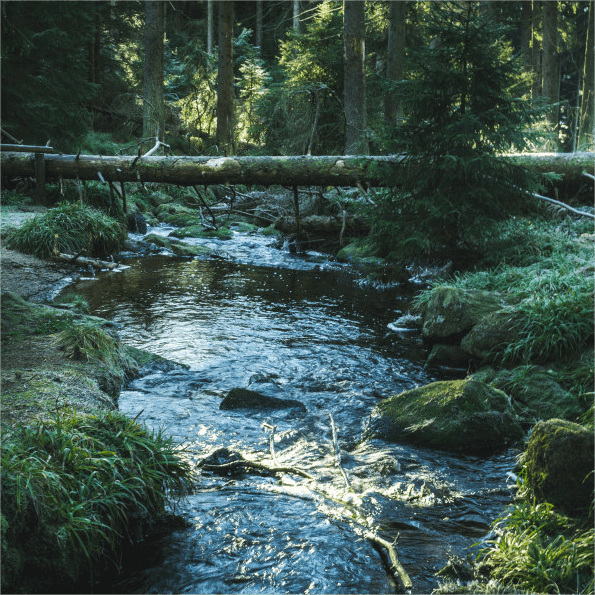 The gentle sound of a river amidst green trees