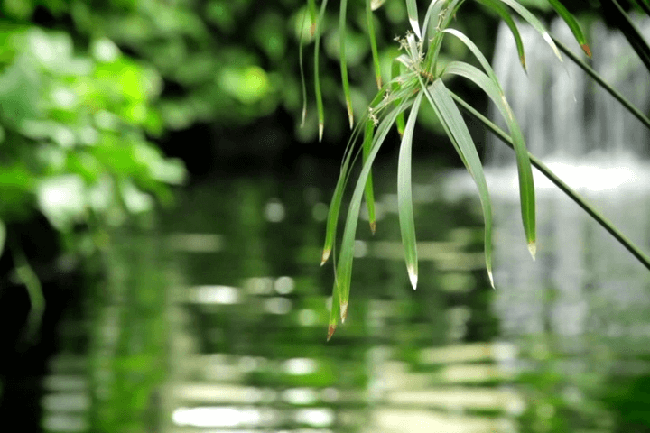 A small river in green grass